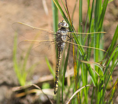 Hemianax papuensis